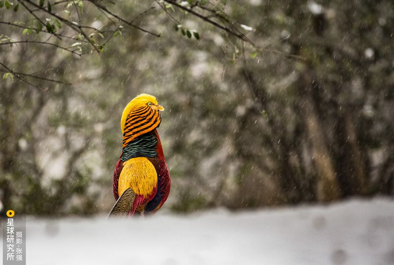 Galeria: paisagem única da Montanha Fanjing