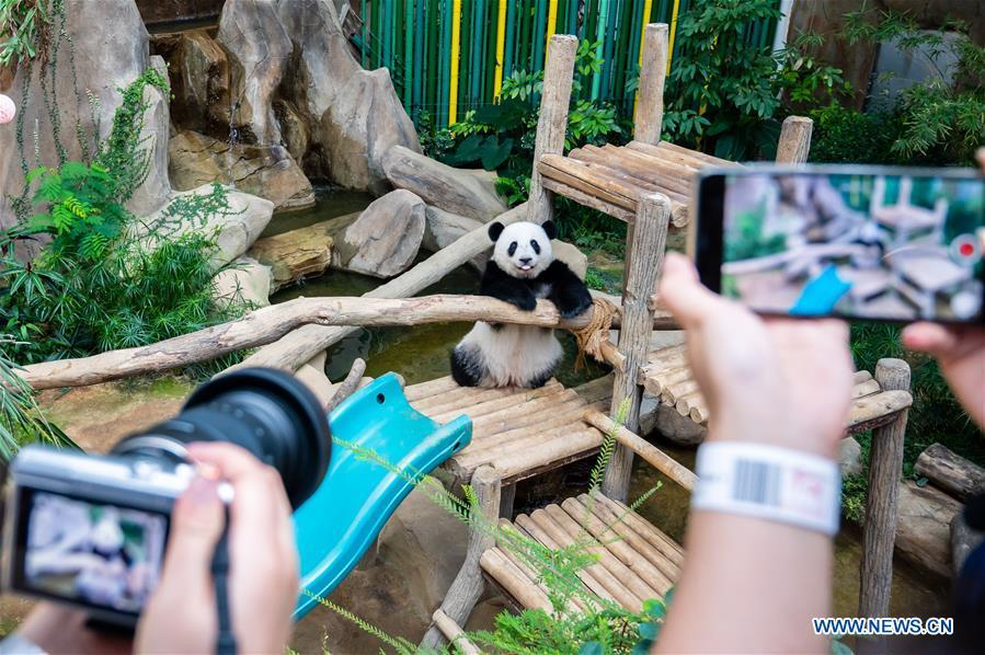 Panda Gigante Yi Yi celebra o segundo aniversário na Malásia