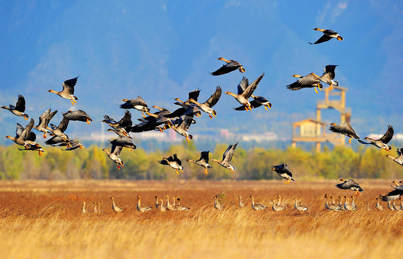 Beijing: indústria de turismo cultural de Yanqing inicia recupera??o