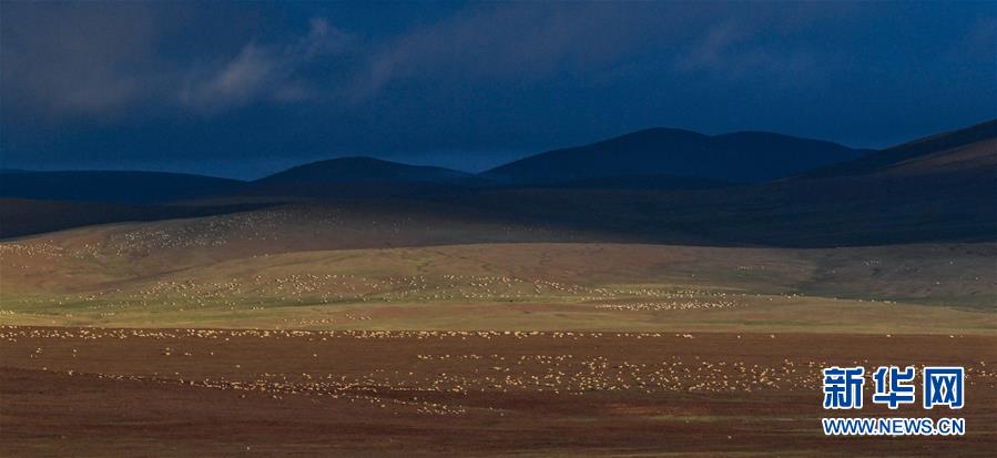 Fortalecimento de prote??o de antílopes em Hoh Xil diminui ca?a ilegal