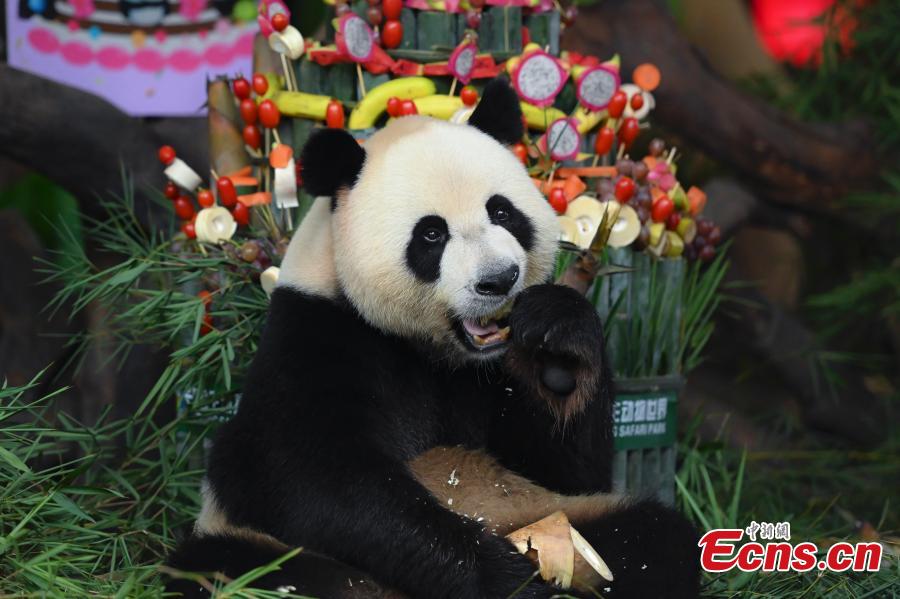 únicos pandas trigêmeos celebram sexto aniversário 