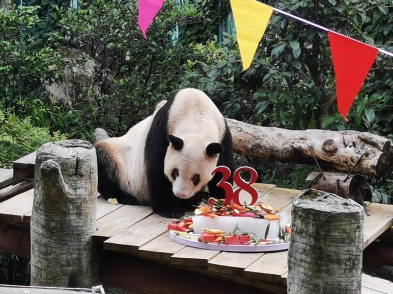Panda gigante cativo mais velho do mundo celebra 38o aniversário