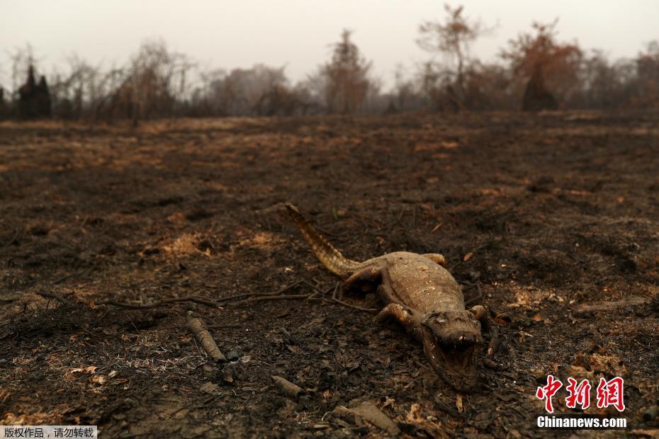 A maior área húmida no mundo tem recorde de incêndio, amea?ando espécies em extins?o