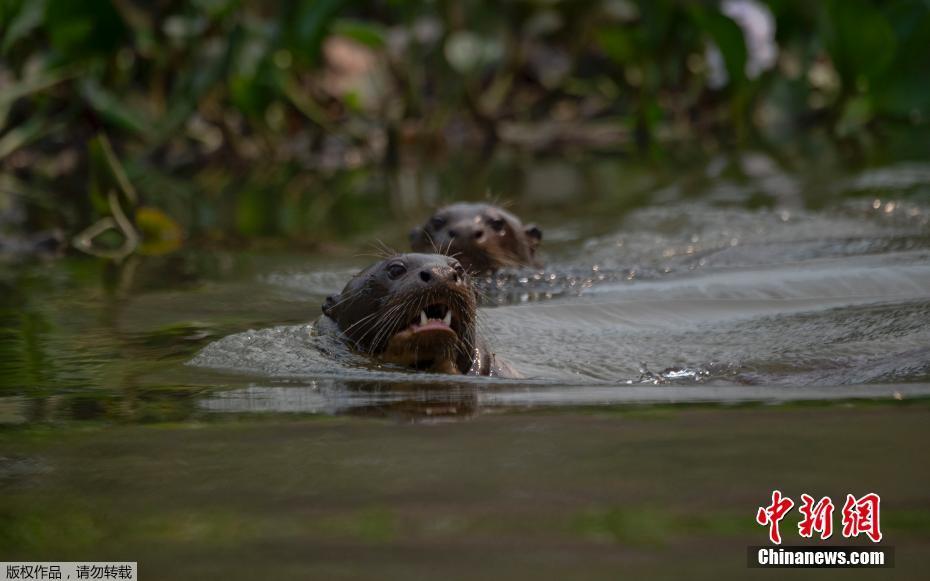 A maior área húmida no mundo tem recorde de incêndio, amea?ando espécies em extins?o