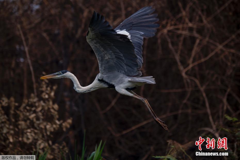 A maior área húmida no mundo tem recorde de incêndio, amea?ando espécies em extins?o