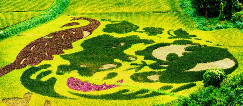 Galeria: arrozal colorido em Yunnan desperta aten??o de curiosos

