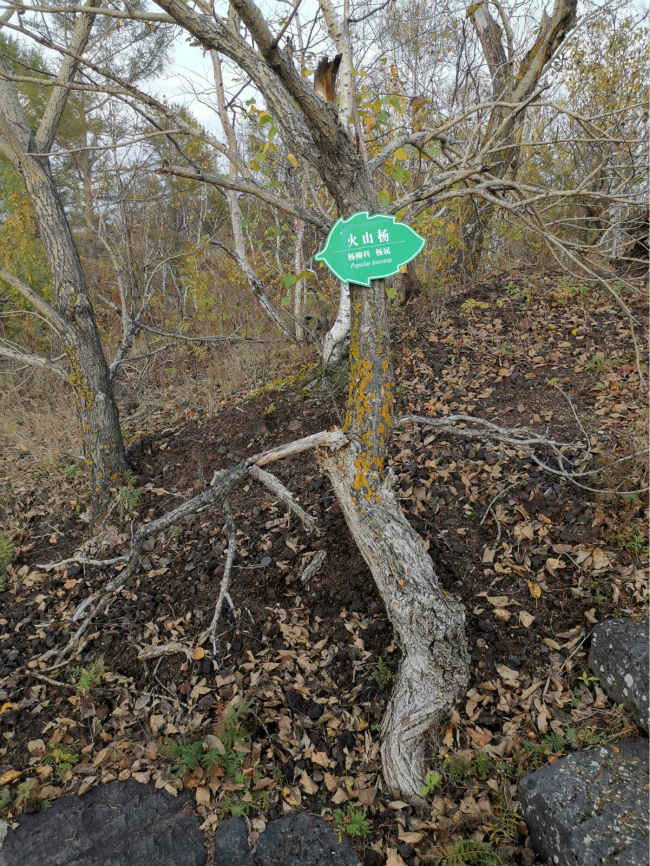 Deslumbrante cenário de outono de Wudalianchi atrai turistas