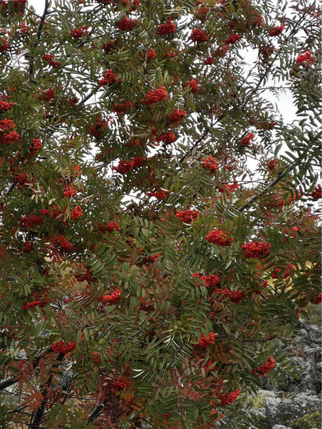 Deslumbrante cenário de outono de Wudalianchi atrai turistas