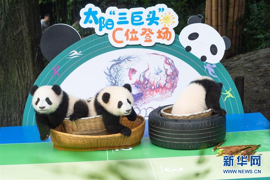 Chengdu: filhotes de panda nascidos em 2020 em Chengdu apresentados durante atividade prévia ao Dia Nacional