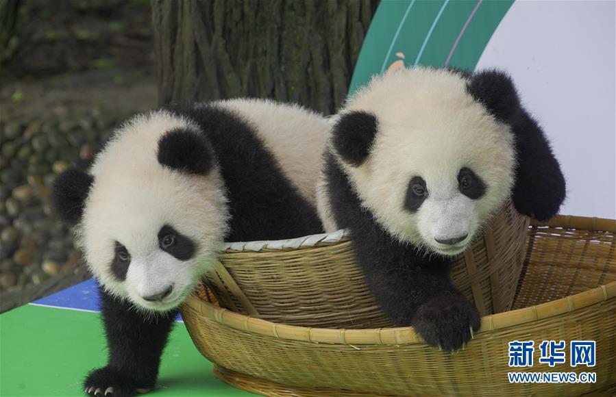 Chengdu: filhotes de panda nascidos em 2020 em Chengdu apresentados durante atividade prévia ao Dia Nacional
