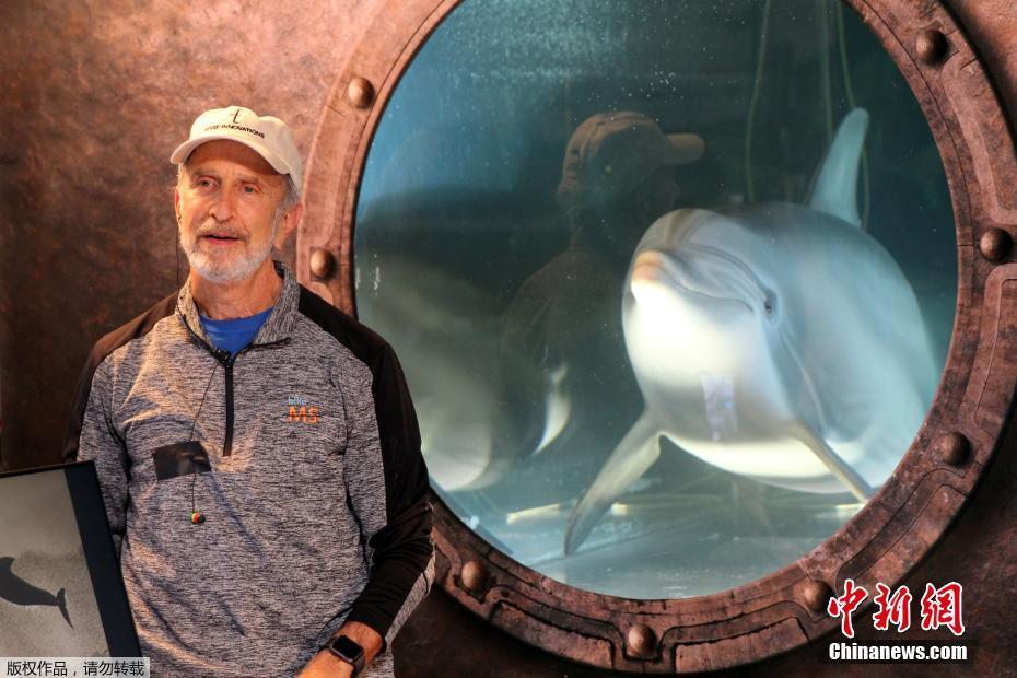 Empresa dos EUA cria golfinho-rob? realista