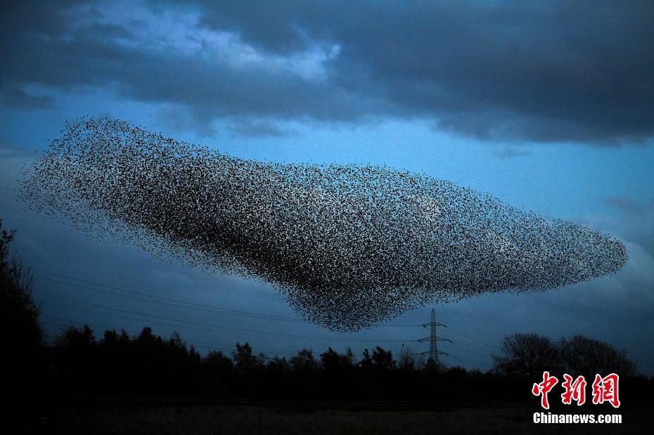 Bandos de estorninhos se reúnem para mudar de forma