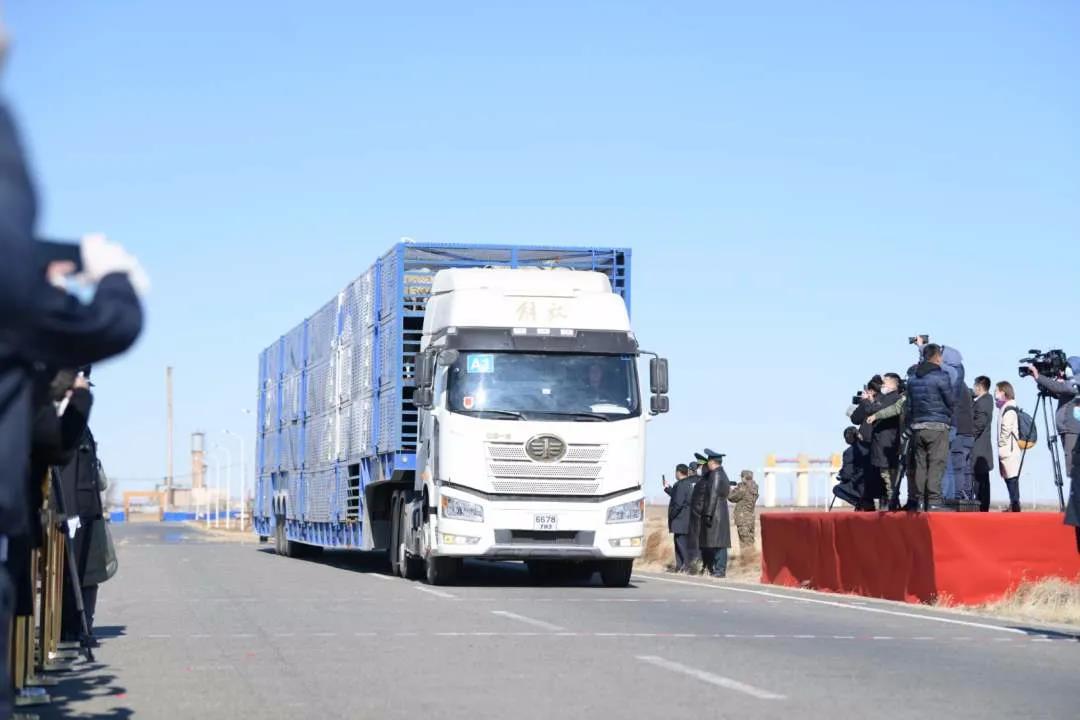 30.000 ovelhas doadas pela Mongólia come?am a ser entregues à China