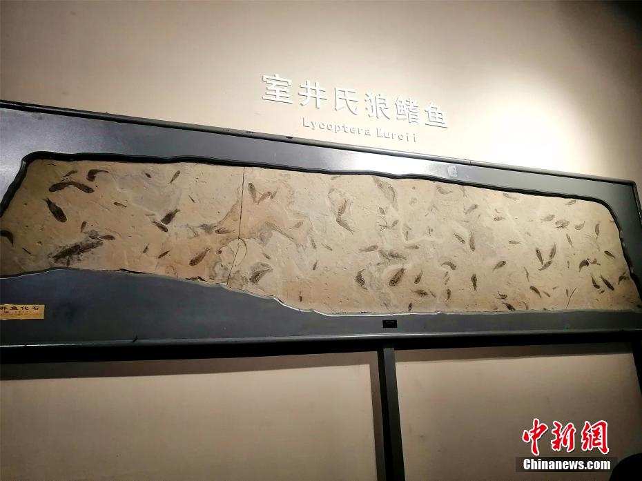 Fósseis?paleontológicos?s?o?exibidos?na?cidade?nordeste?da?China??