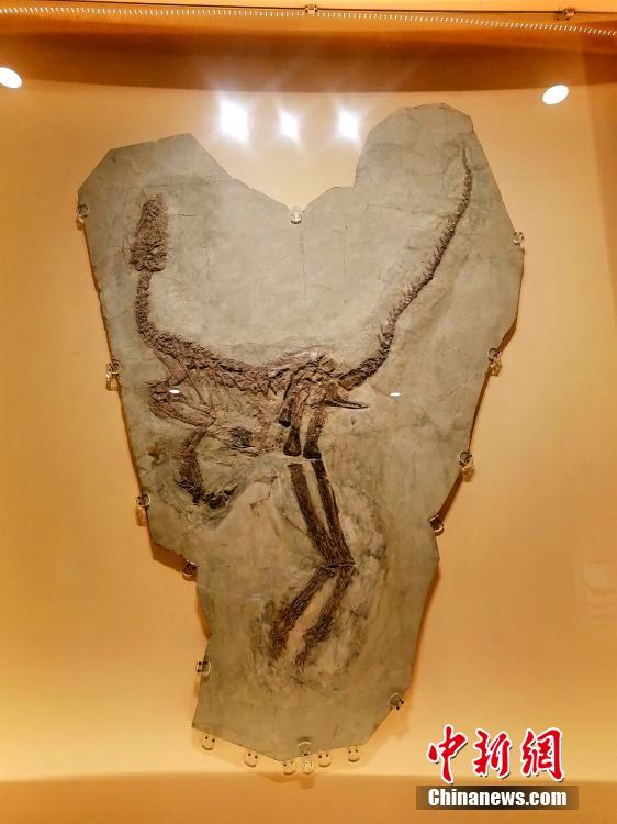 Fósseis?paleontológicos?s?o?exibidos?na?cidade?nordeste?da?China??