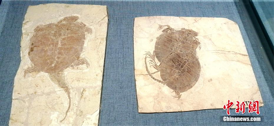 Fósseis?paleontológicos?s?o?exibidos?na?cidade?nordeste?da?China??