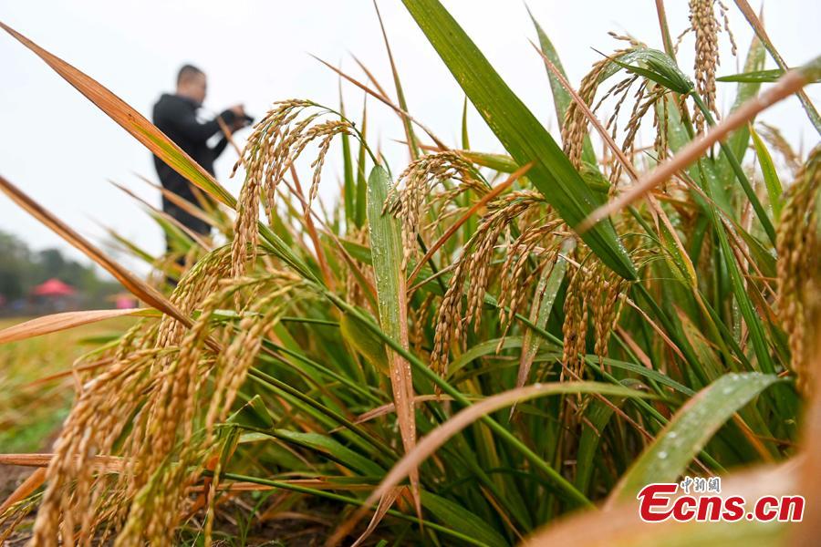 Terceira gera??o de arroz híbrido chinês com resutlados favoráveis