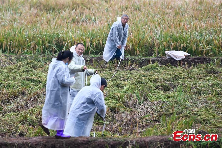 Terceira gera??o de arroz híbrido chinês com resutlados favoráveis