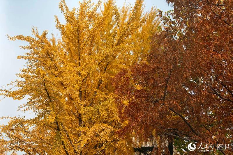 Galeria: paisagem outonal no início do inverno em Beijing