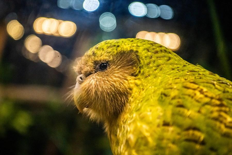 Kakapo é eleito Pássaro do Ano da Nova Zelandia em 2020