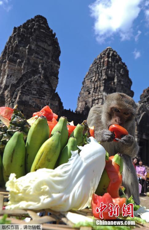 Tailandia: cidade de Lopburi realiza buffet anual dedicado aos macacos