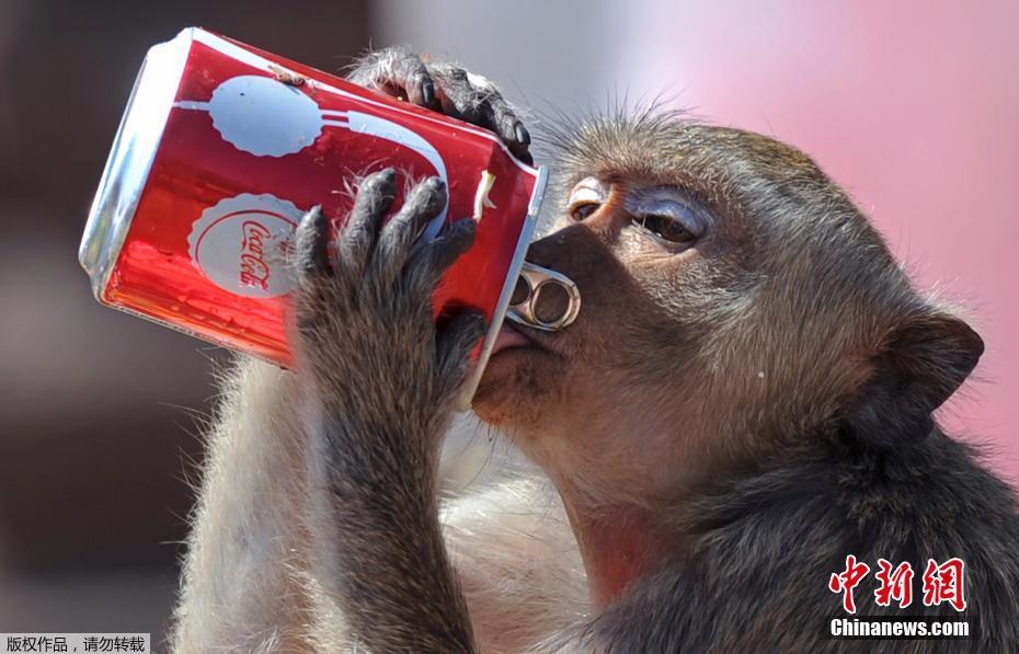 Tailandia: cidade de Lopburi realiza buffet anual dedicado aos macacos