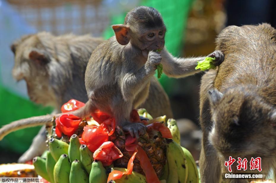 Tailandia: cidade de Lopburi realiza buffet anual dedicado aos macacos