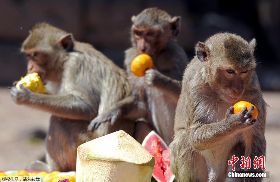 Tailandia: cidade de Lopburi realiza buffet anual dedicado aos macacos