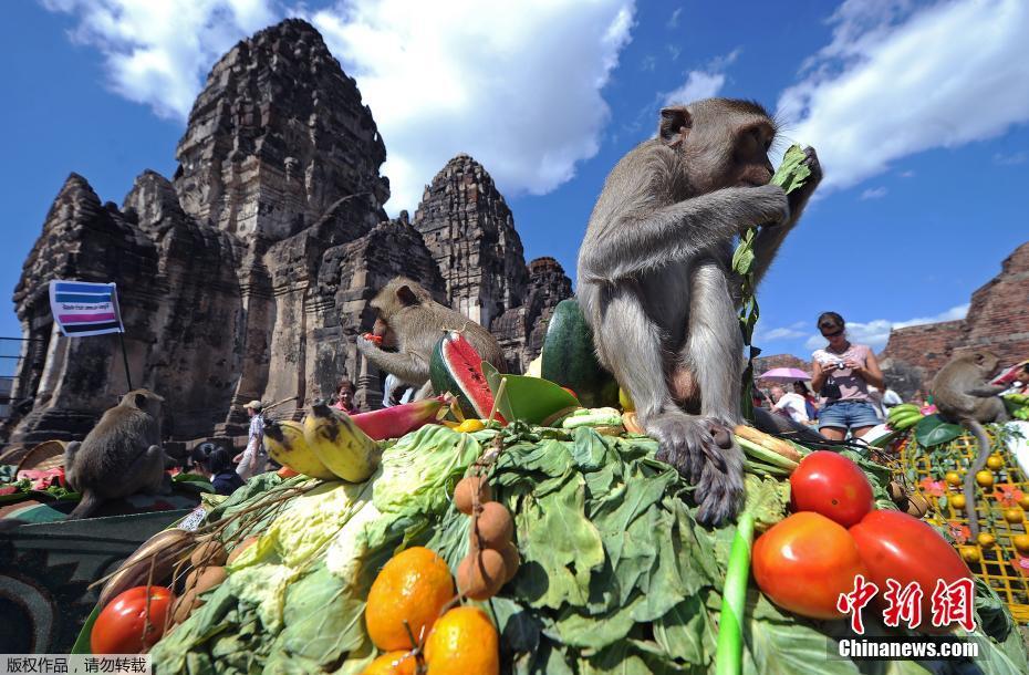 Tailandia: cidade de Lopburi realiza buffet anual dedicado aos macacos