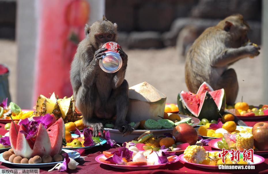 Tailandia: cidade de Lopburi realiza buffet anual dedicado aos macacos