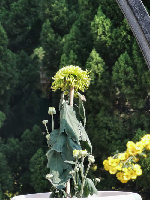 Guangzhou realiza 6o Festival Cultural Huanghua