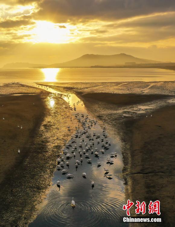 Mais de 6.000 cisnes voam para Shandong no inverno