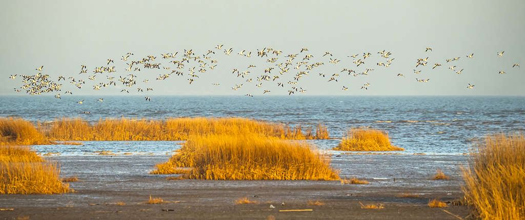 Dia Mundial das áreas úmidas comemorado em 2 de fevereiro