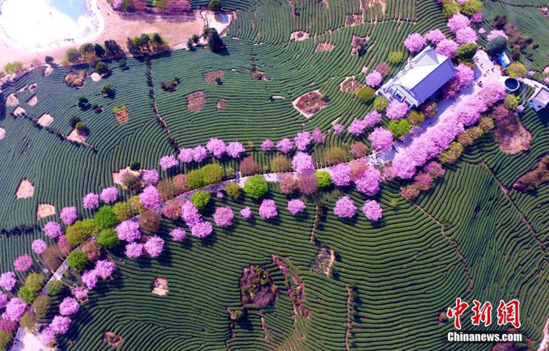 Galeria: Planta??o de chá de cerejeira em Fujian