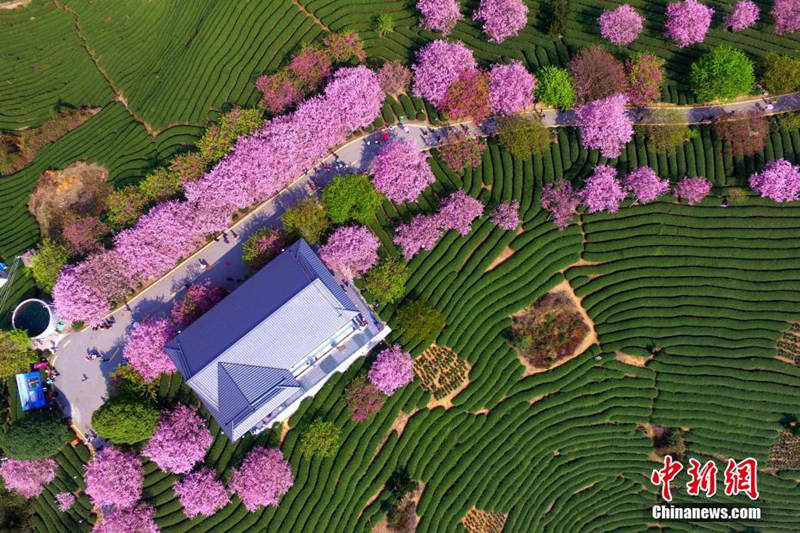 Galeria: Planta??o de chá de cerejeira em Fujian