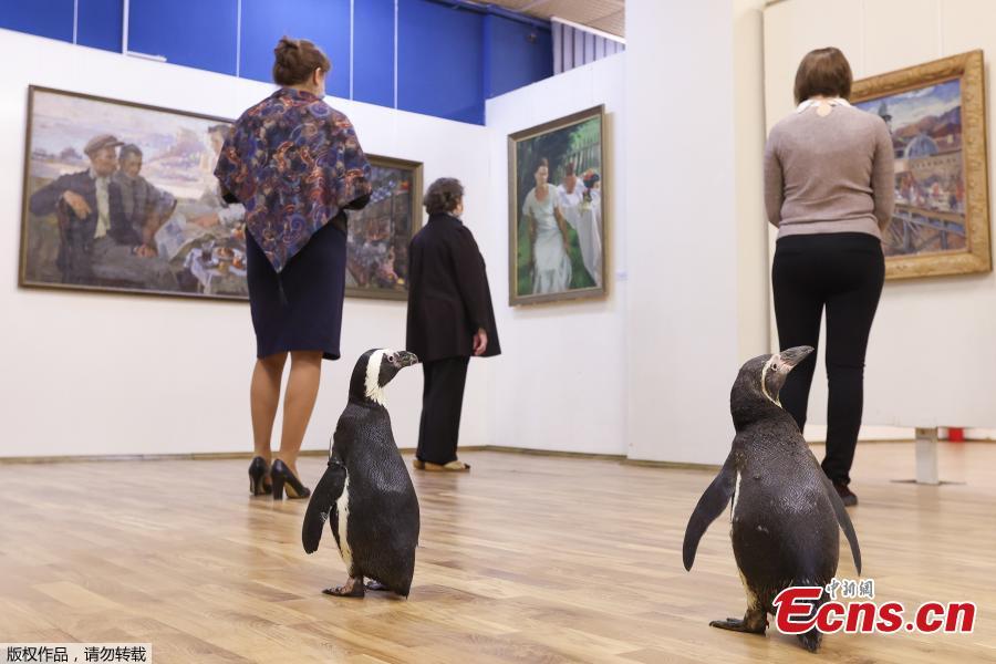 Pinguins de circo russo “visitam” museu de arte