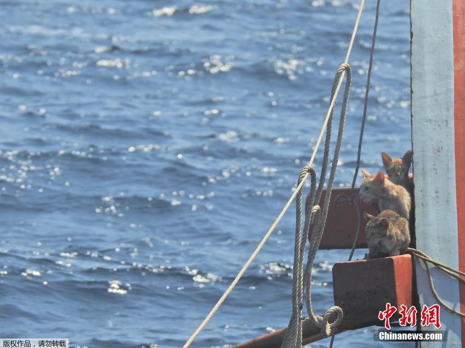Marinha tailandesa resgata grupo de gatos no Mar de Andam?o
