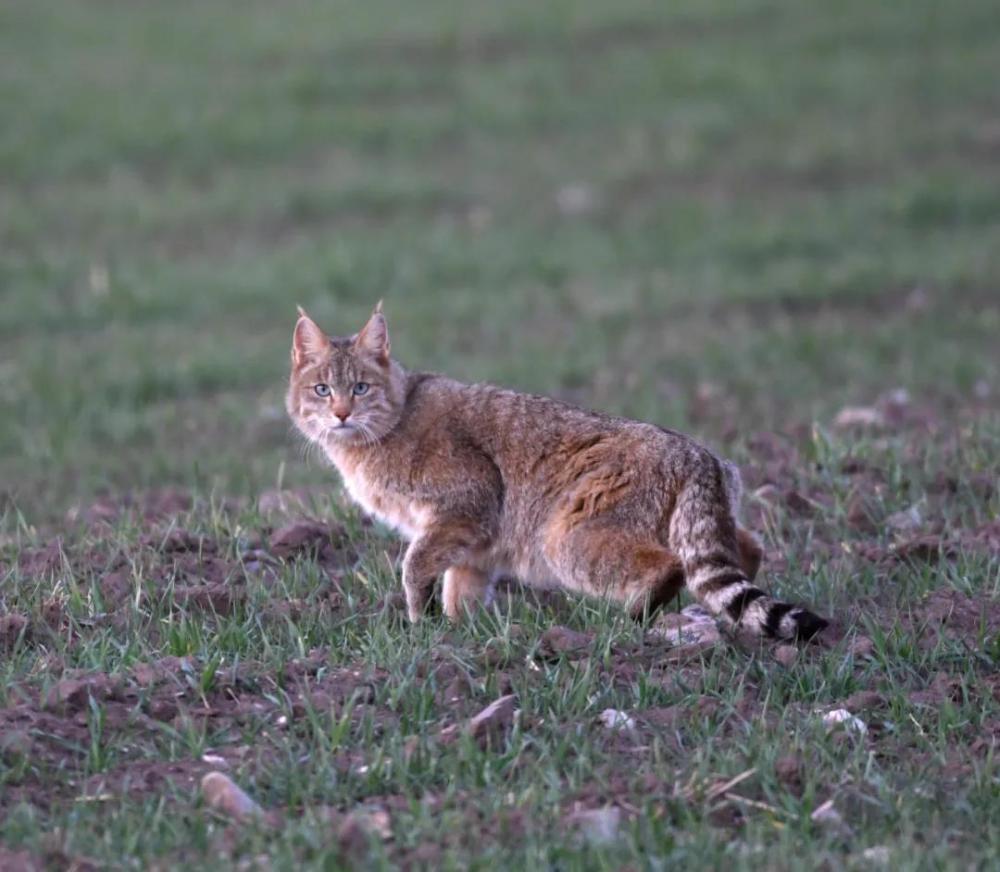 História das fotos dos “enormes gatos fofos” exibidas por representante da APN