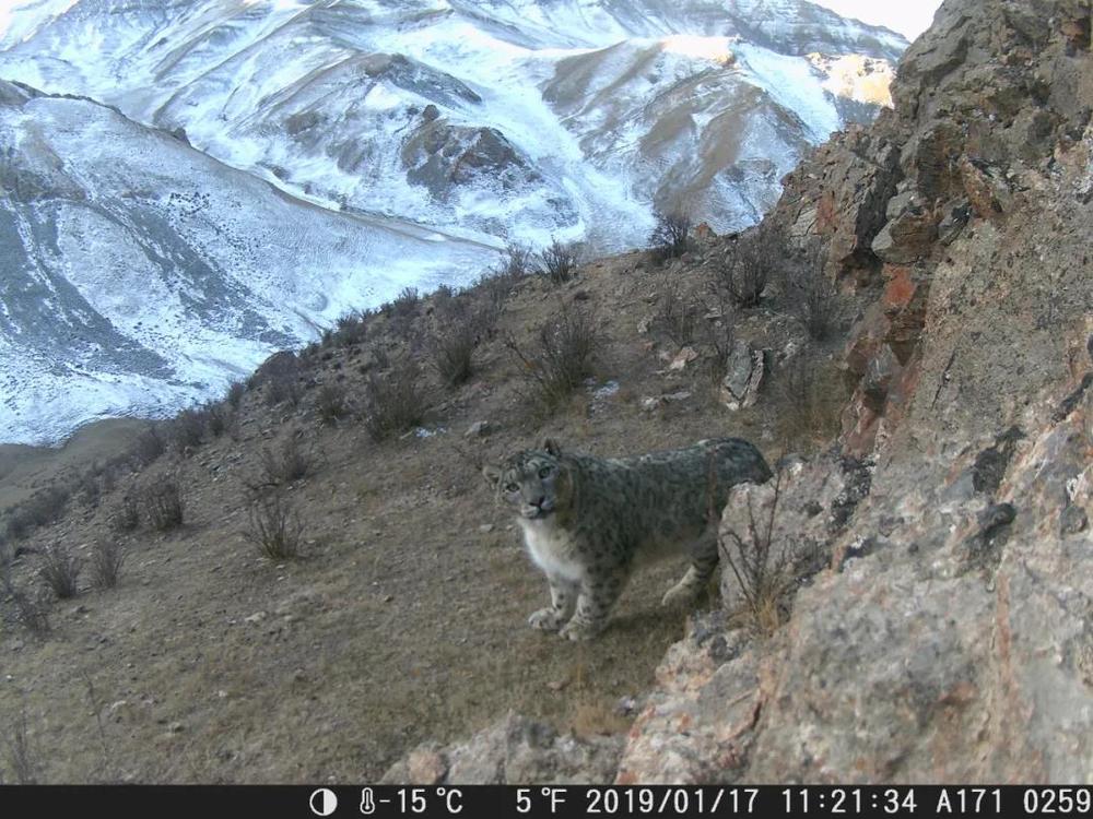 História das fotos dos “enormes gatos fofos” exibidas por representante da APN