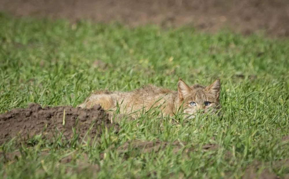 História das fotos dos “enormes gatos fofos” exibidas por representante da APN