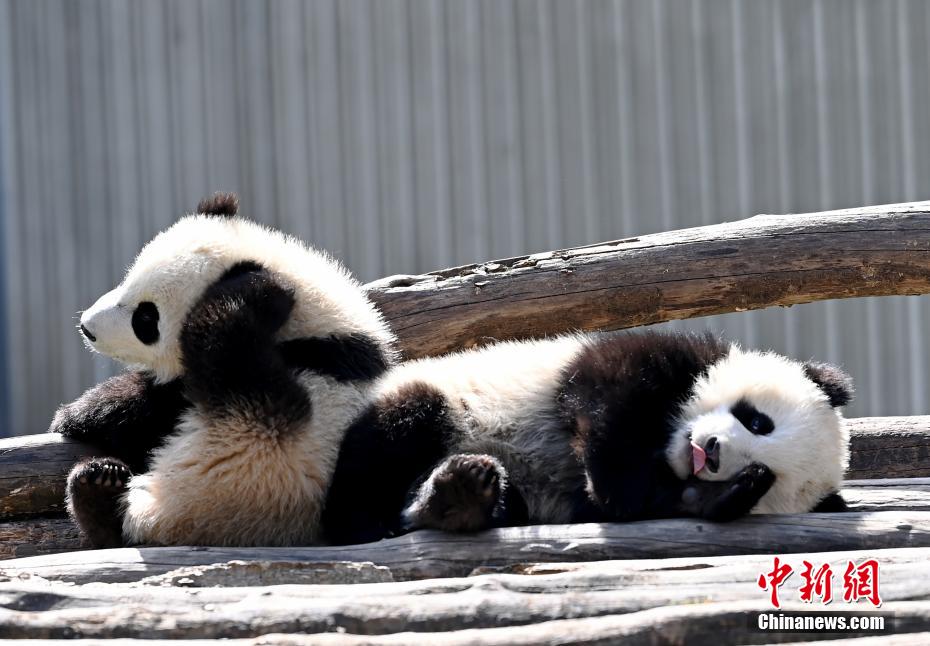 Galeria: pandas bebês d?o as boas-vindas à primavera em Sichuan