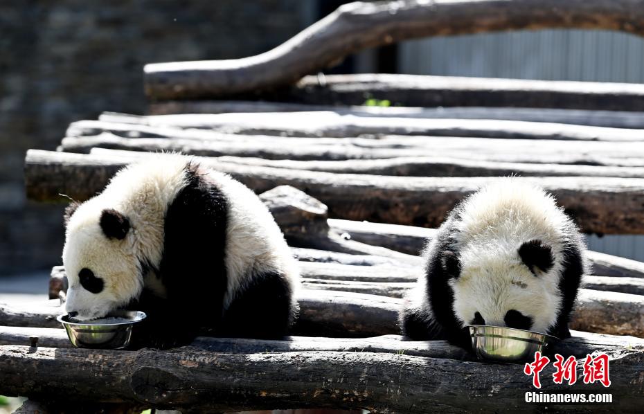 Galeria: pandas bebês d?o as boas-vindas à primavera em Sichuan