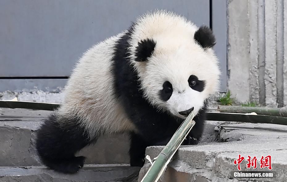 Galeria: pandas bebês d?o as boas-vindas à primavera em Sichuan