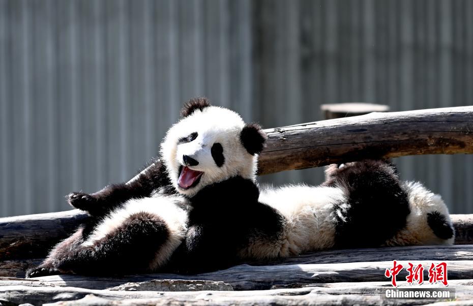 Galeria: pandas bebês d?o as boas-vindas à primavera em Sichuan