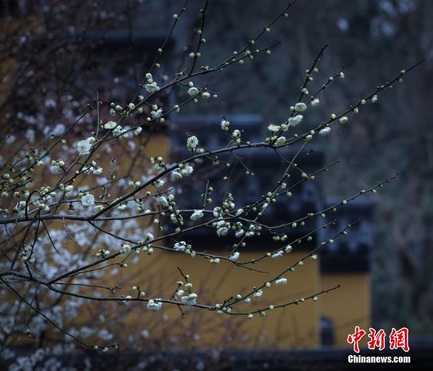 Galeria: Flores desabrocham na primavera de Zhejiang