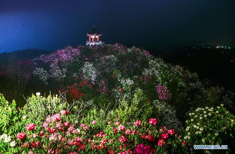 China: Azaléia entra na esta??o de florescimento em Guizhou