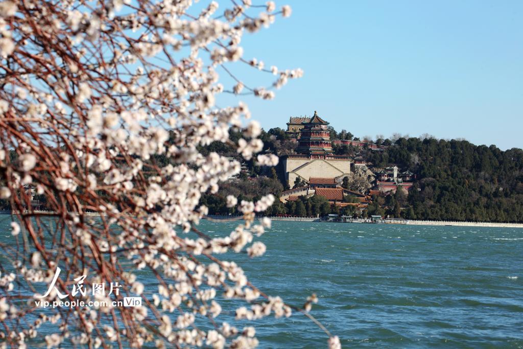 Flores de pessegueiro florescem no Palácio de Ver?o