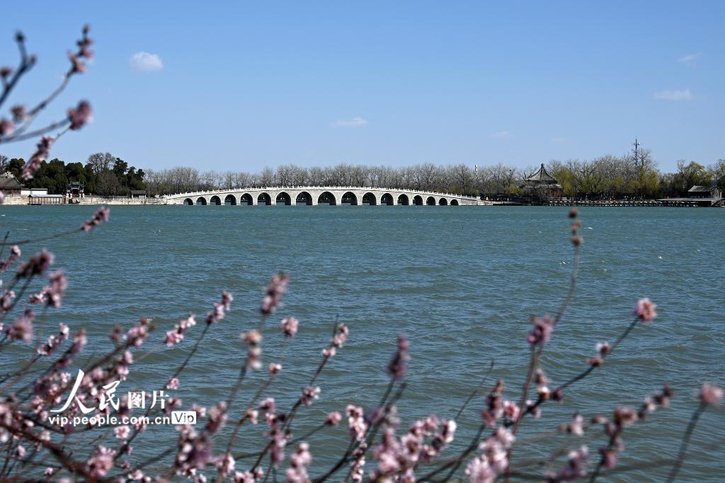 Flores de pessegueiro florescem no Palácio de Ver?o