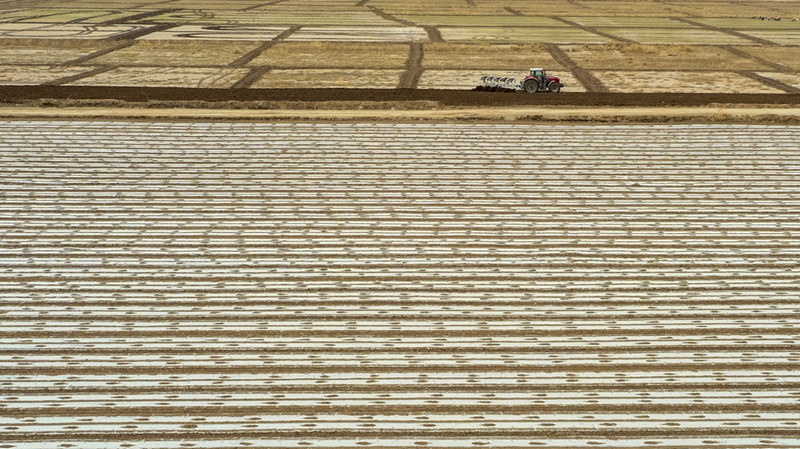 Xinjiang inicia semeadura de algod?o da primavera