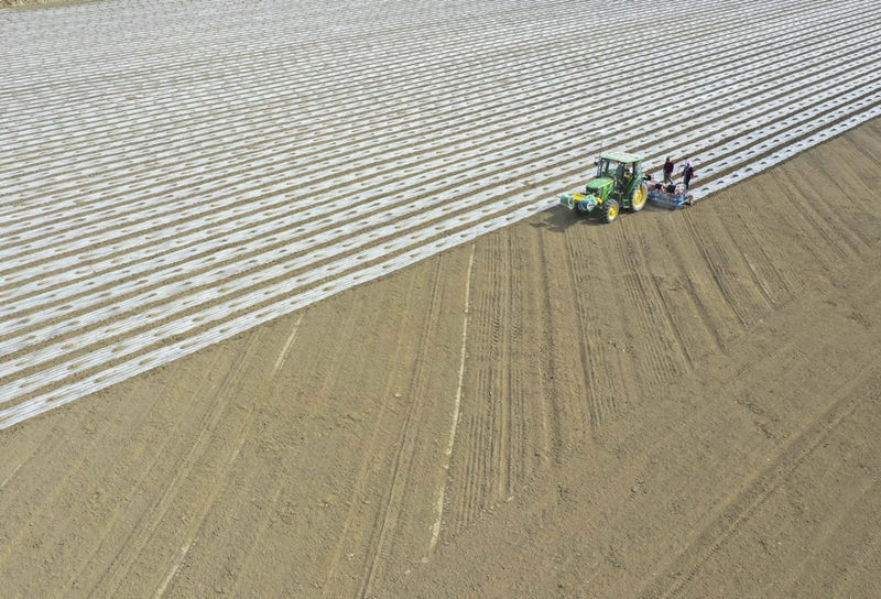 Xinjiang inicia semeadura de algod?o da primavera